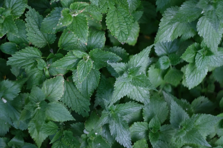 leaves with green and brown spots in the middle of a forest