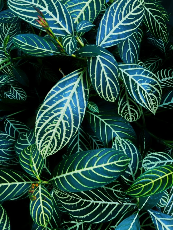 large green and white plants with lots of leaves