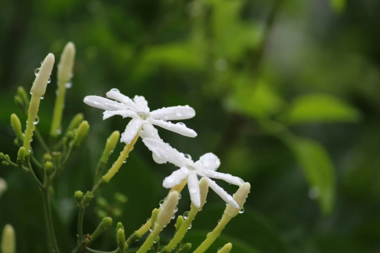 the flowers in this bush are white