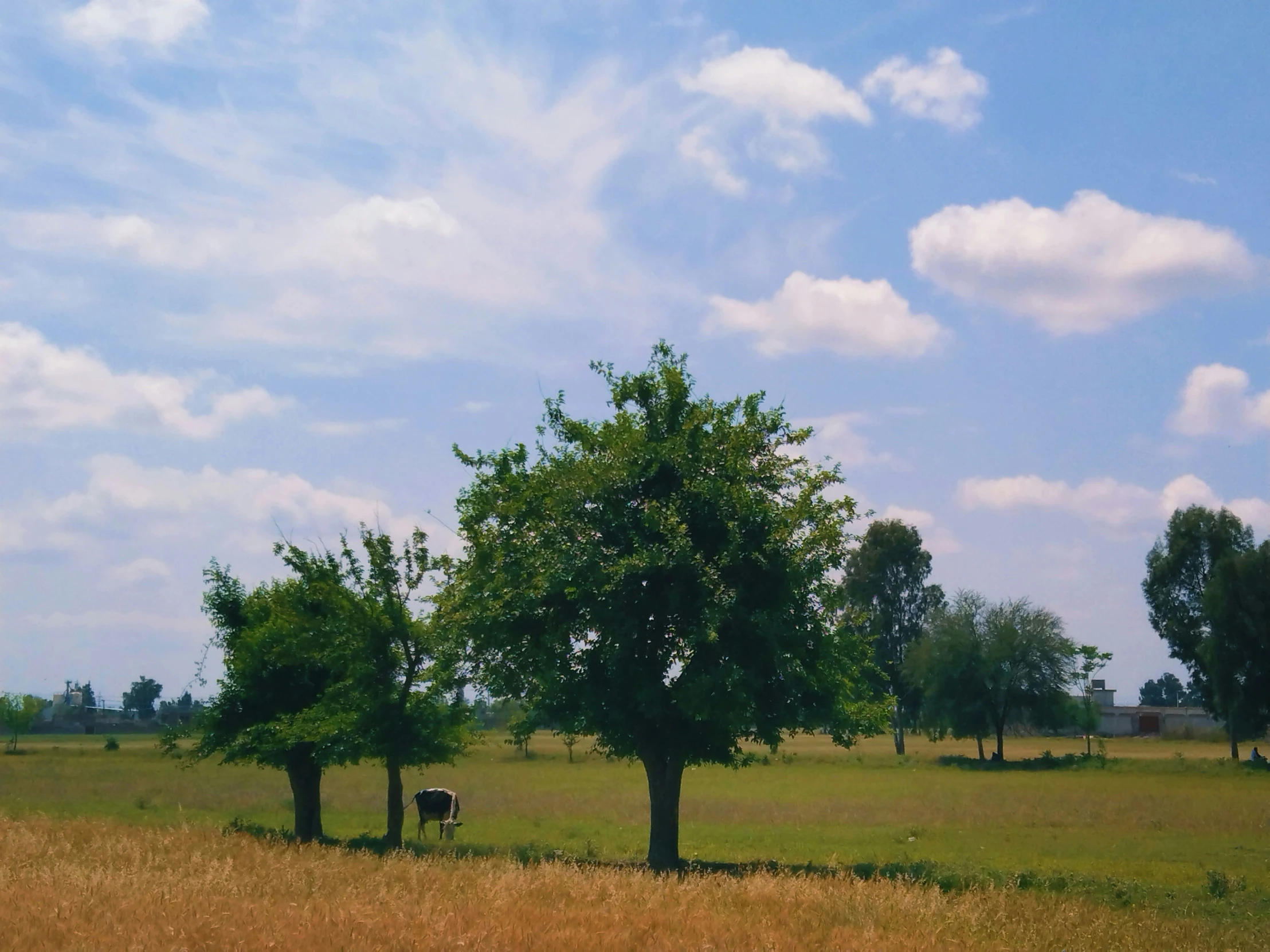 trees stand in the middle of a pasture