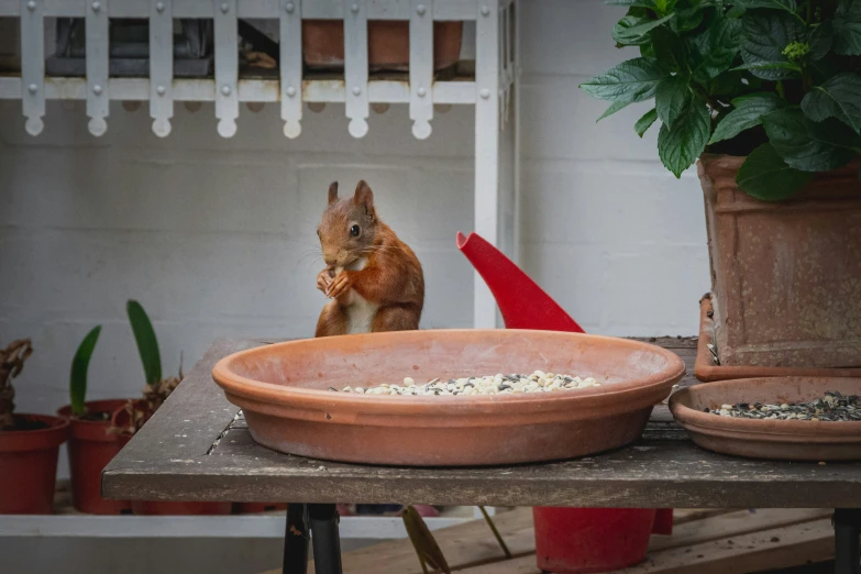 a red squirrel eating grain from an empty bowl