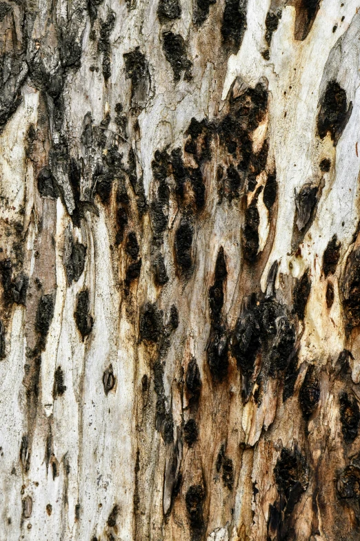 a tree with brown paint splatters on it's bark