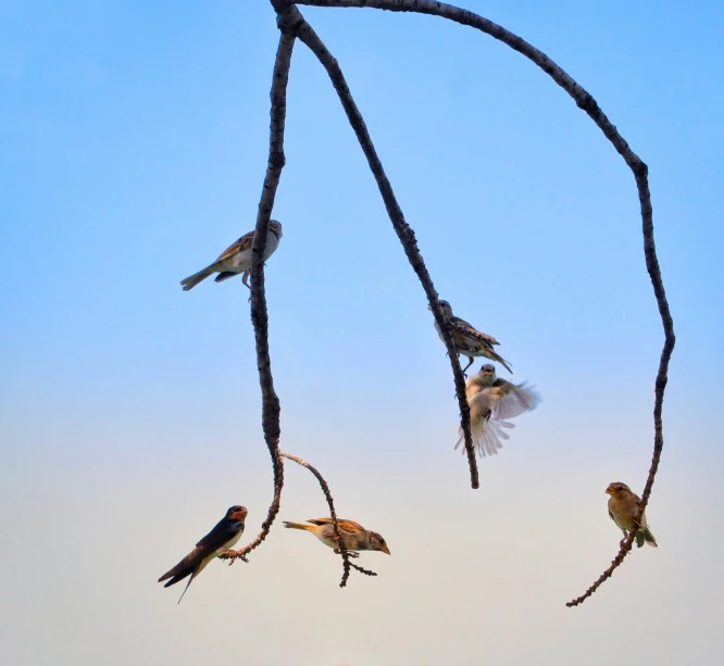 birds sit on twigs that are in front of the blue sky