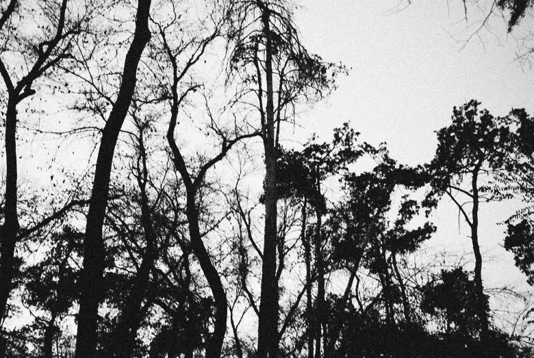 silhouettes of trees in an area with a gray sky