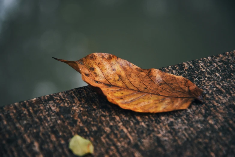 the lone leaf sits atop the concrete ledge