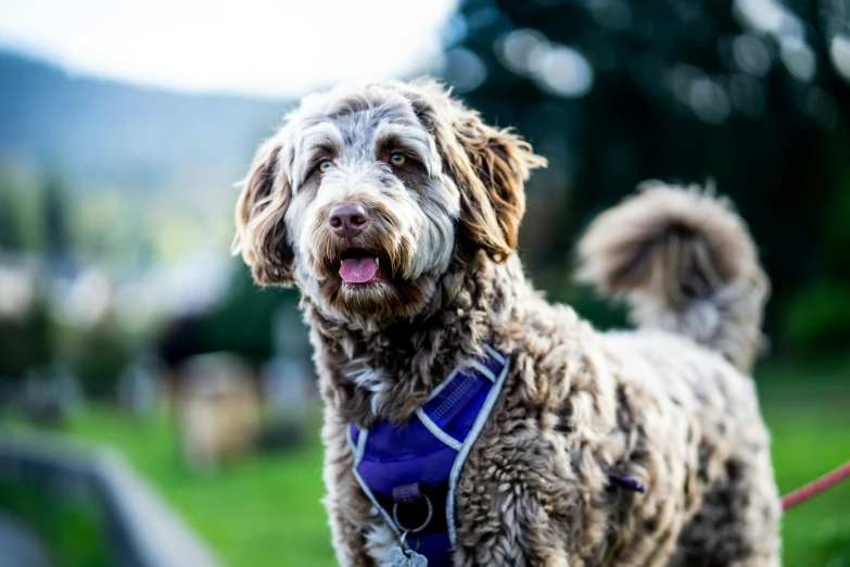 a small dog wearing a blue harness on its back