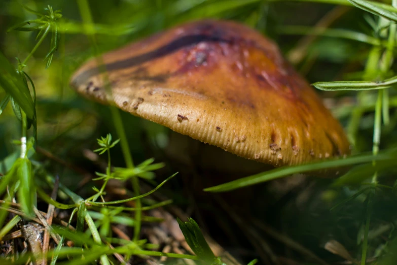 closeup view of a small mushroom growing in the grass