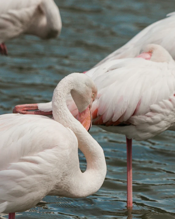 a couple of birds are standing in the water