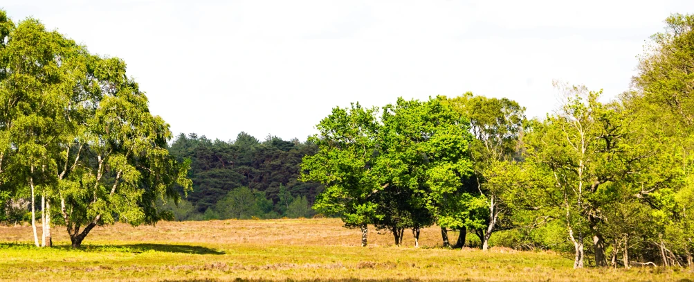 there are some trees that are on this field