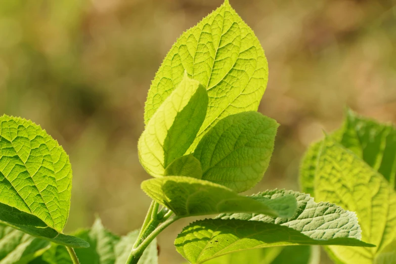 a close up of leaves in the sun