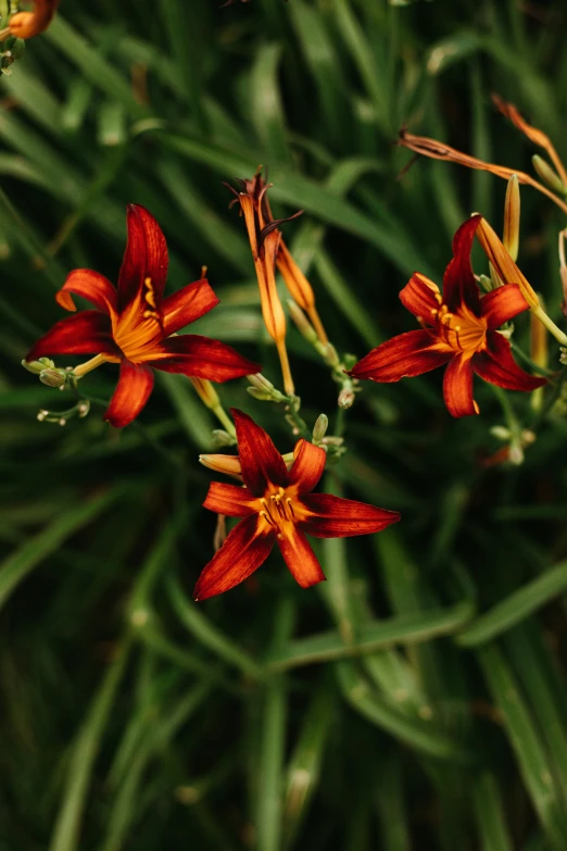 a plant with flowers and brown tips in a plant