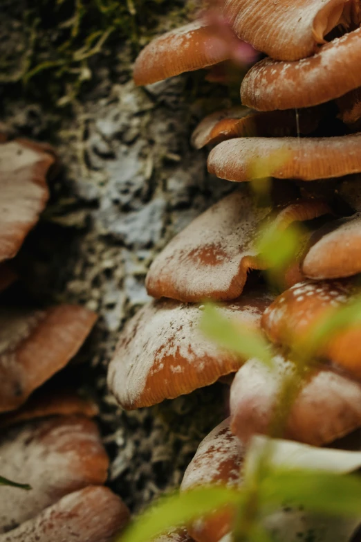 an up close s of mushrooms growing on the rock