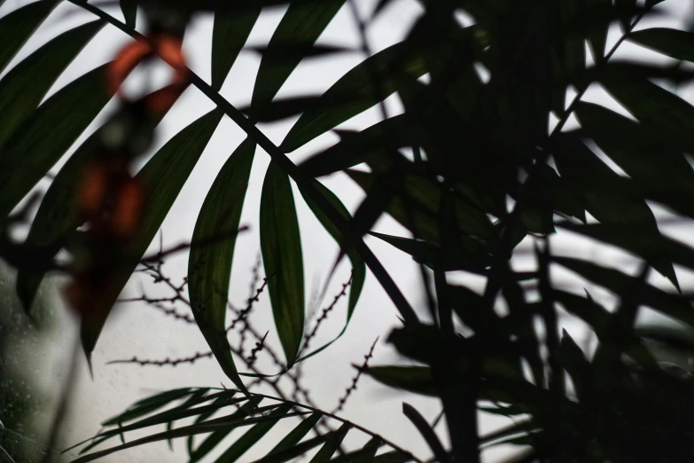 close up s of a leaf on tree