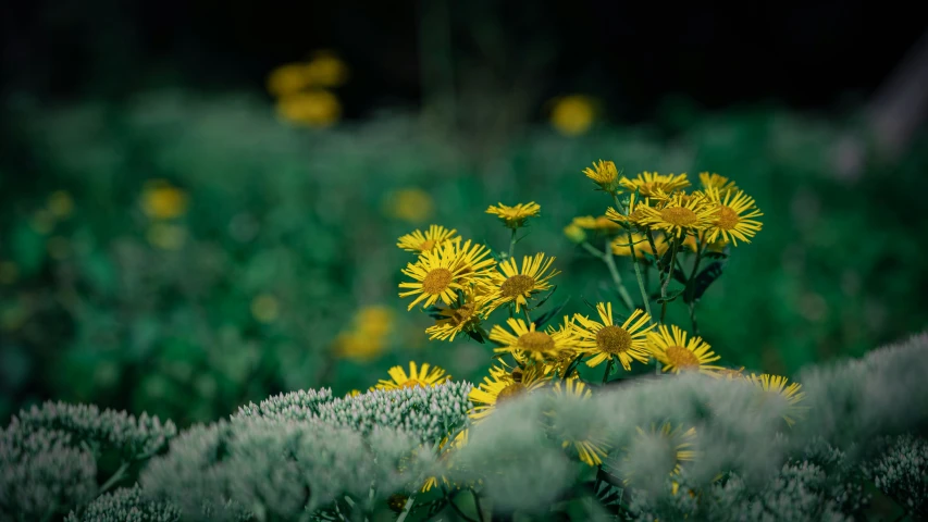 some yellow flowers growing on the side of a hill