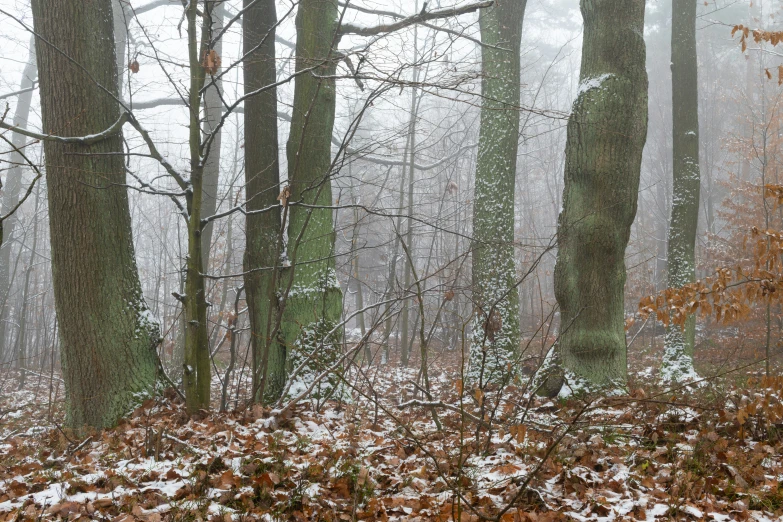 snow and frost on trees and leaves in a forest