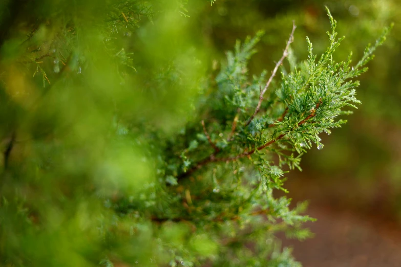 the nches of some trees in front of a blurred background