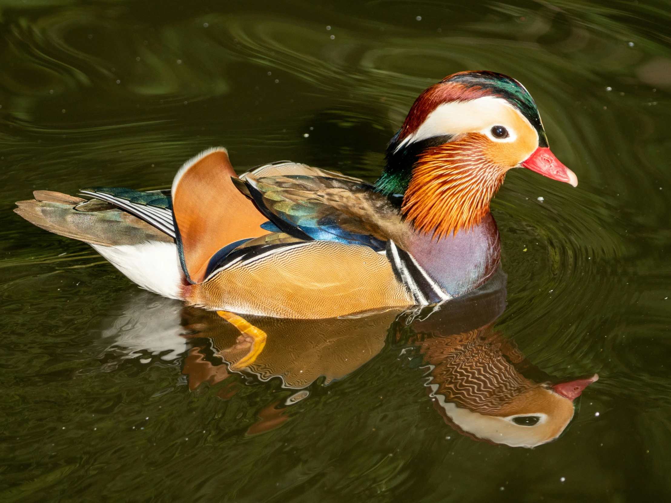 a wood duck floating on top of a body of water