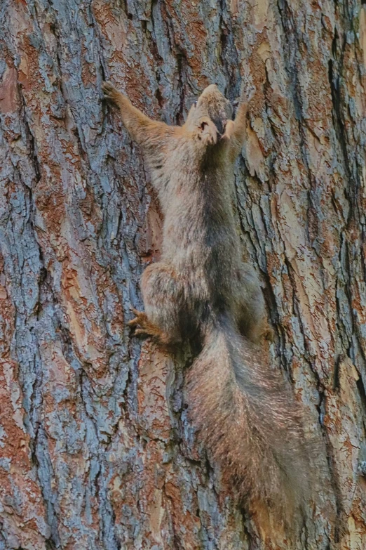 a bear on its hind legs on the side of a tree
