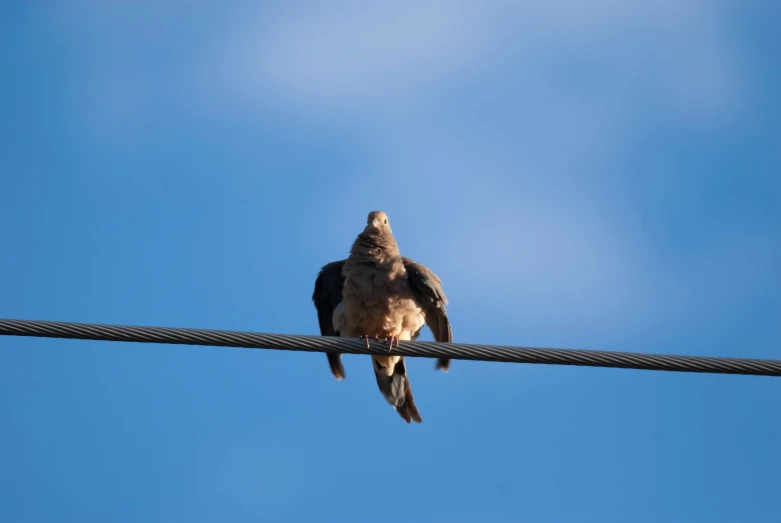 a hawk sitting on the power lines against a blue sky