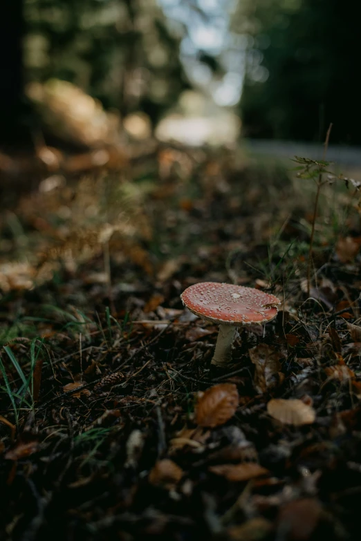 a tiny, yellow mushroom sits in the grass