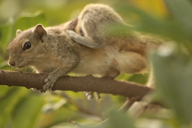 a squirrel sitting on a nch of a tree