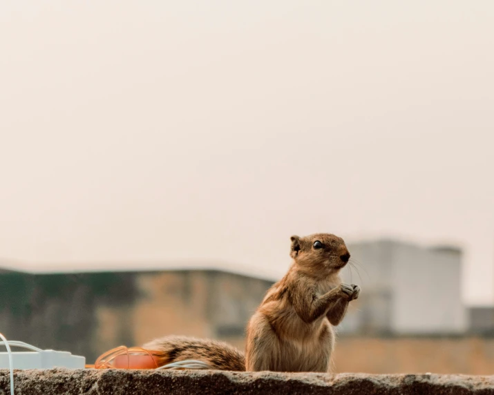 a squirrel wearing sunglasses eating soing outside