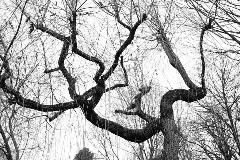 black and white pograph of rain falling down on trees