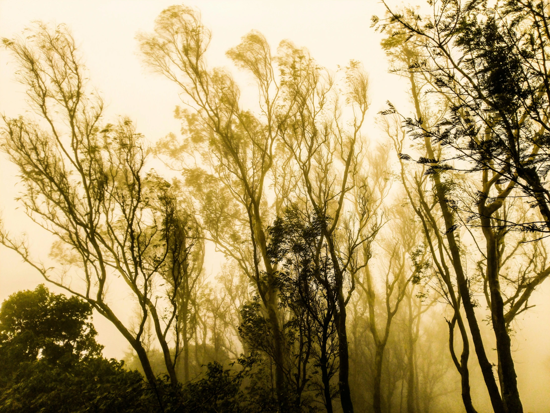 misty forest and fog over trees in a field