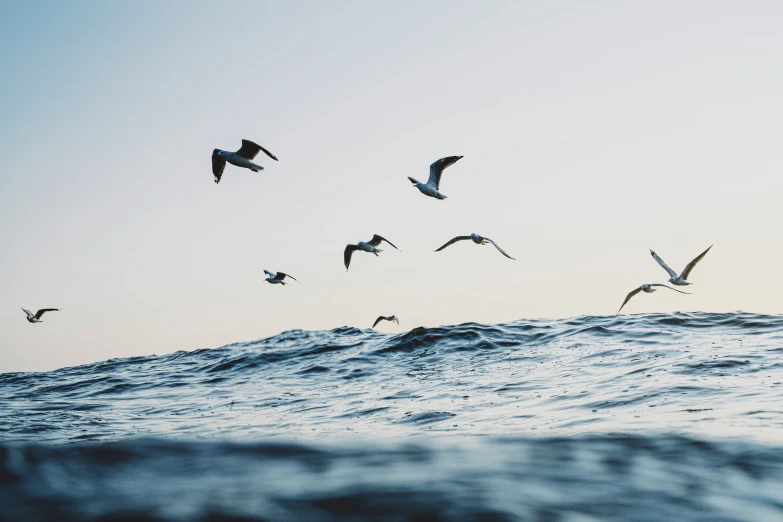 several birds that are flying in the air above the water