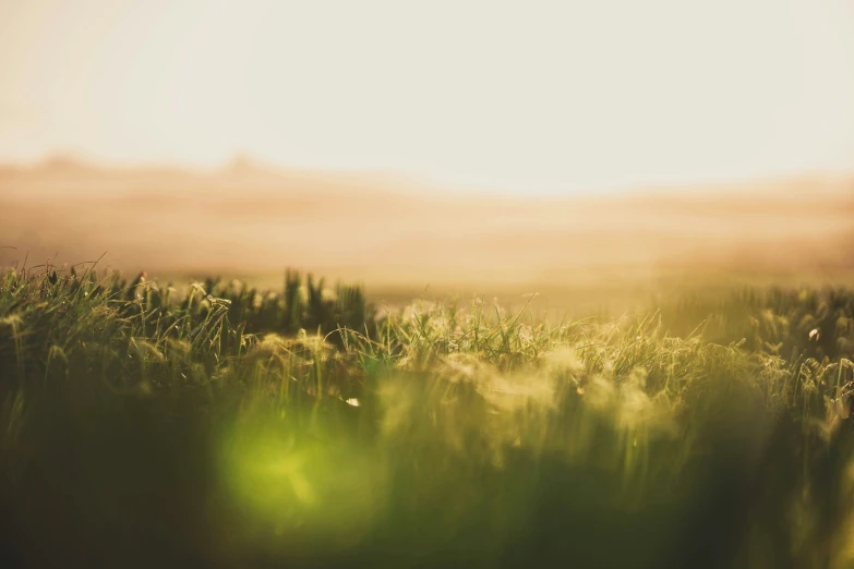 a grass field with some tall grass and a light green sky