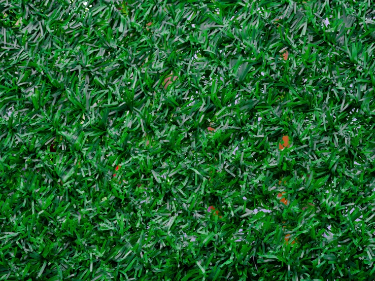 the top view of a green grass plant that is slightly smudged