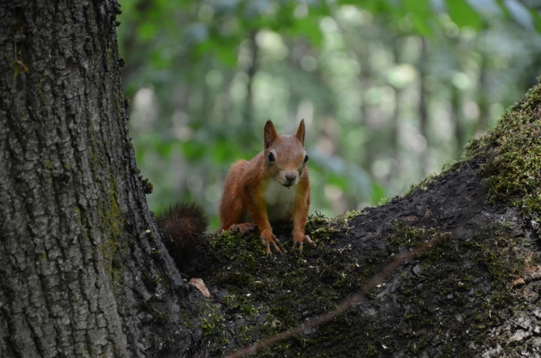 a squirrel sitting on the edge of a tree in the forest