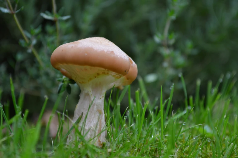 a mushroom that is standing in the grass