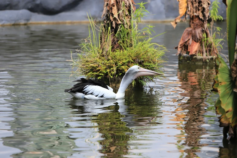 a bird is resting on a plant in the water