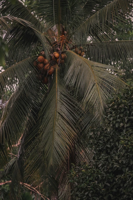 the view of a tropical tree, with the coconuts hanging off it