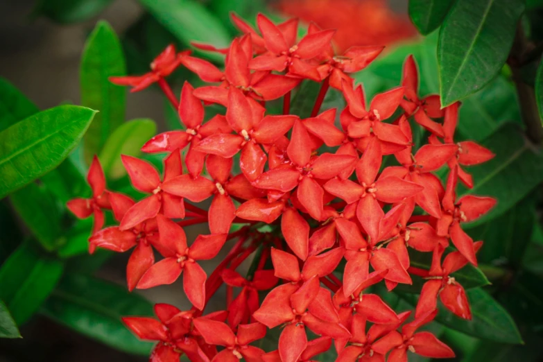 the flowers have red petals on them as well