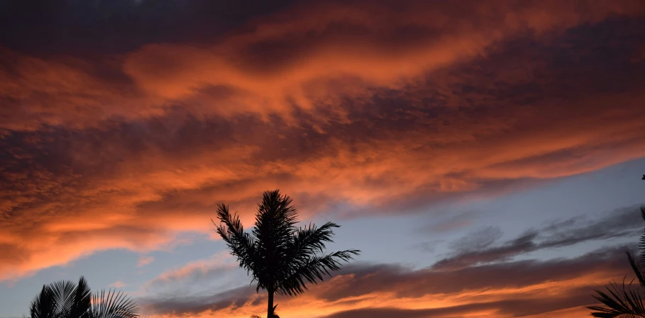 palm trees and clouds with the sunset in the background