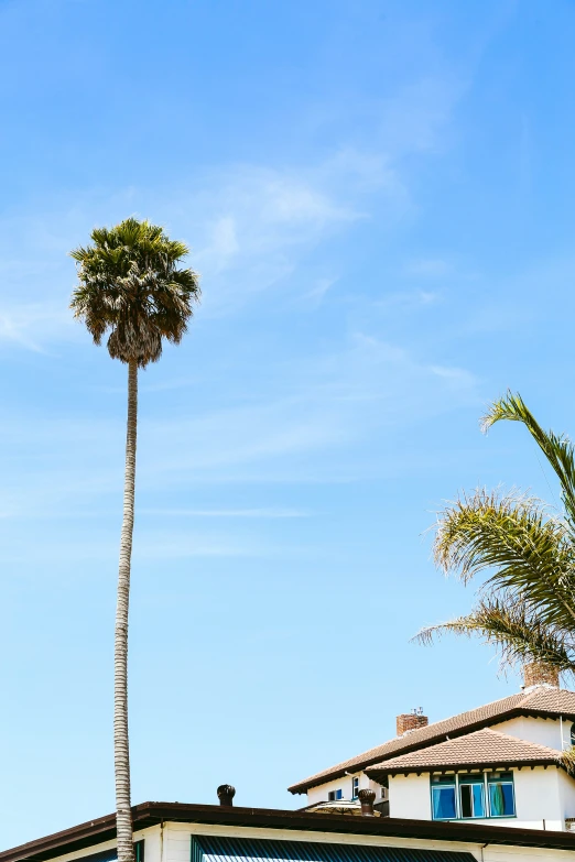 an old house with a tall palm tree in front of it