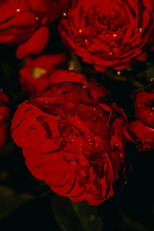 some red roses with water drops on them