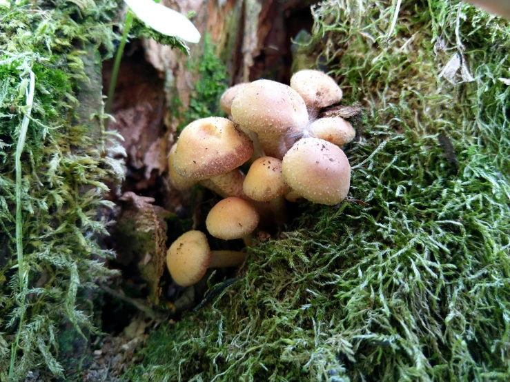 there are mushrooms on the moss in a tree