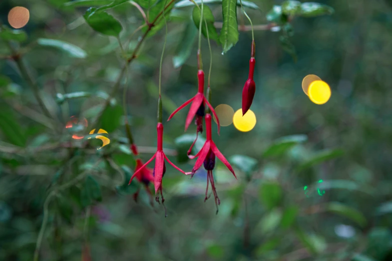 some flowers and lights hanging from a tree