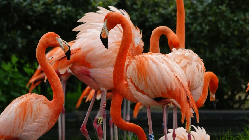 many flamingos standing around with their necks touching