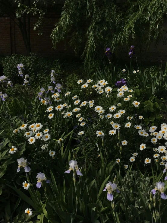 large group of flowers in an urban garden