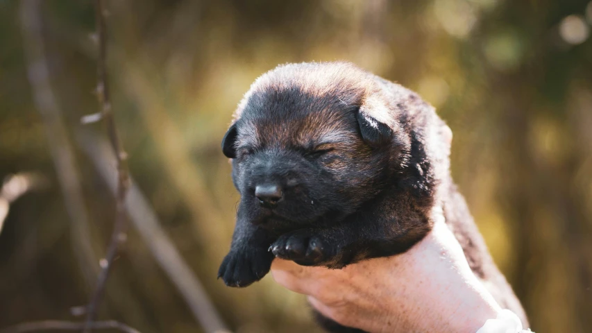 the dog is holding its owner's hand