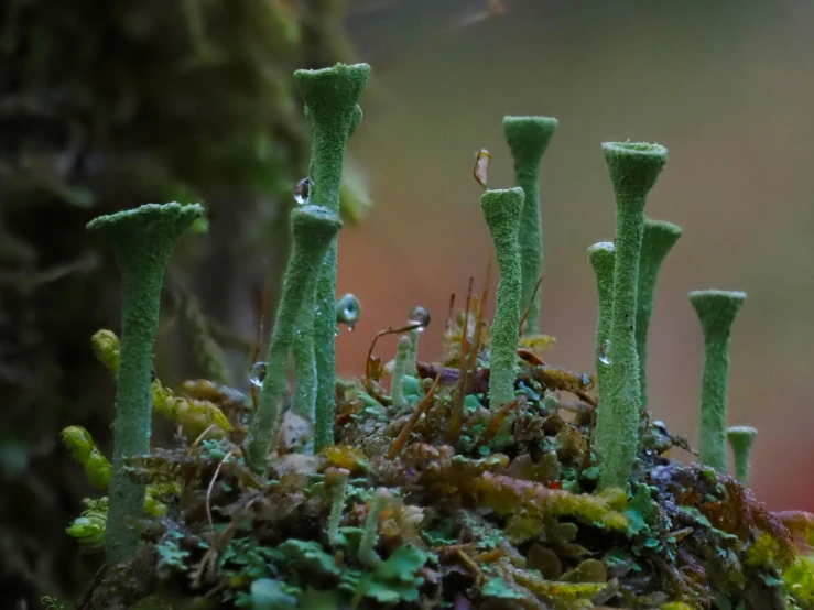 moss grows on a small group of poles