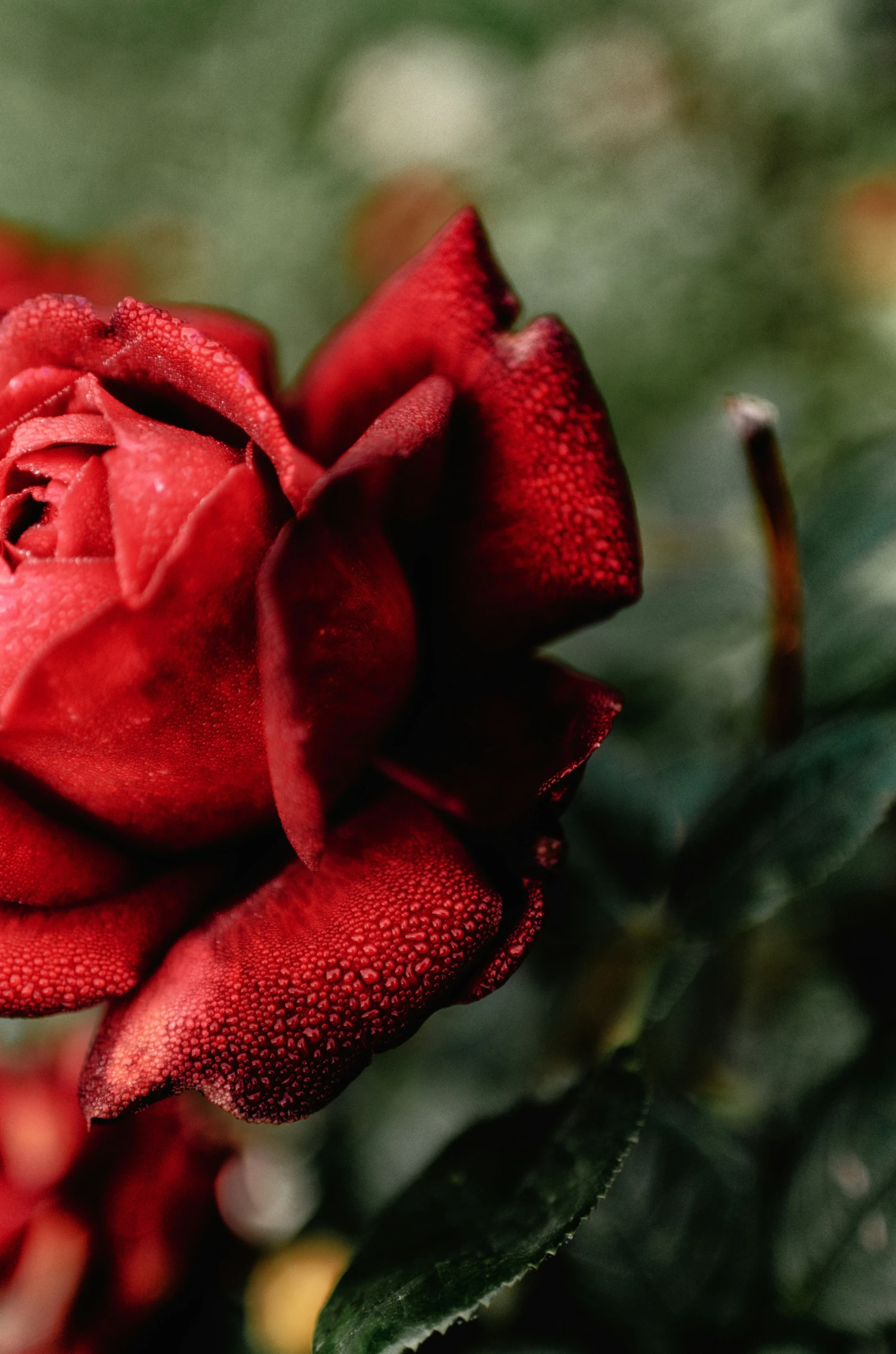 a close - up of a red flower with blurry background