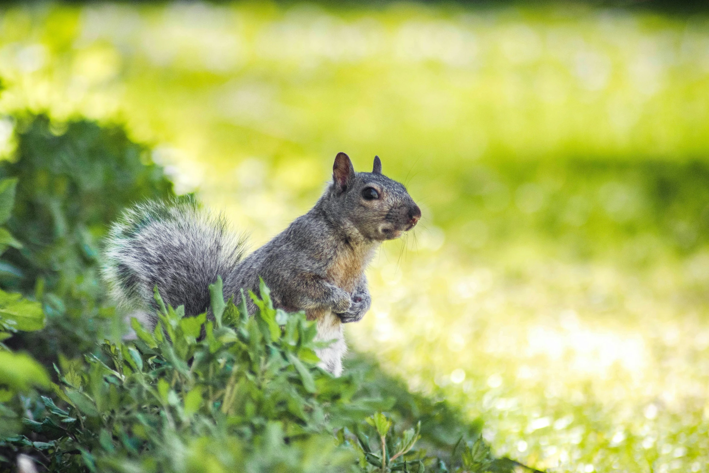 a squirrel stands in the grass and looks into the camera lens