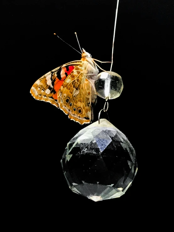 an orange erfly perched on the back of a diamond