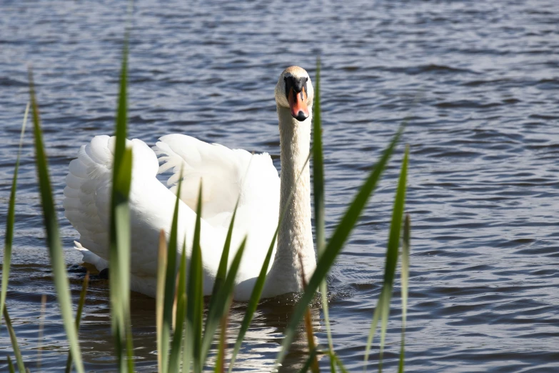 the large white swan is sitting on top of the lake