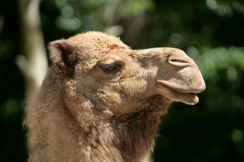 camel with open mouth and bush in background